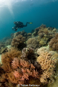 Soft corals, Puerto Galera by Tobias Reitmayr 